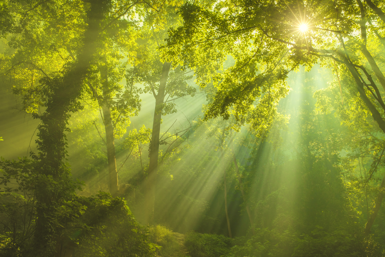 Welcome to Sustainable Living Banner.
