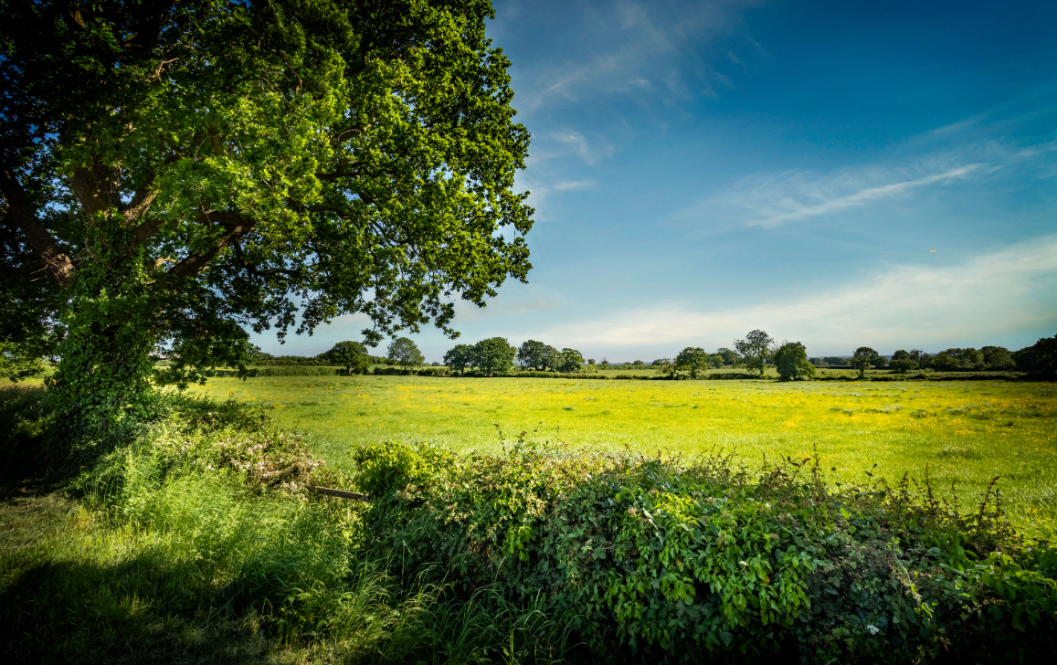 oak view local fields.