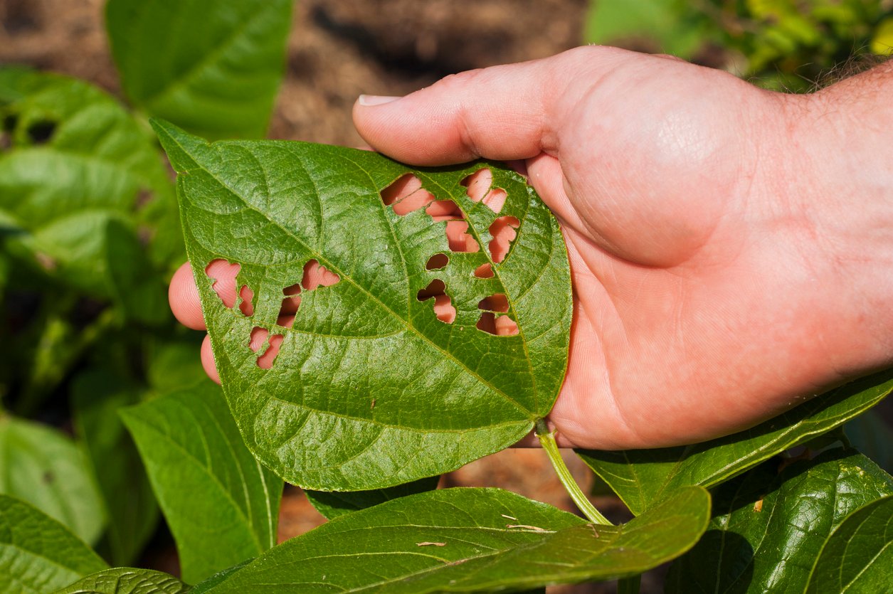 garden pests