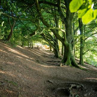 Clent Hills