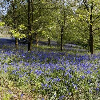 Clent Hills