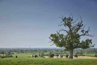 Yoxall fields