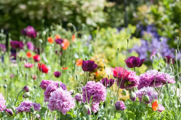 Green Garden Goals: Tips for a Stunning Summer