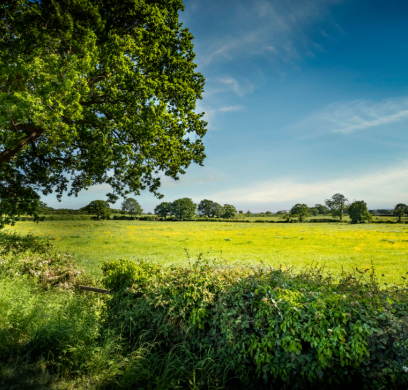 oak view local fields
