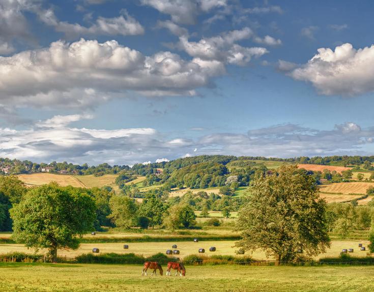 Location shot of field with horses