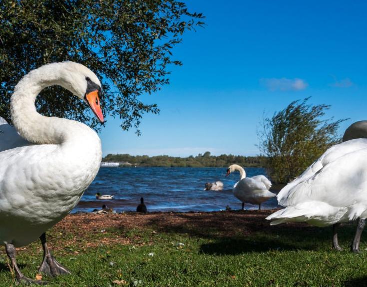 ducks 