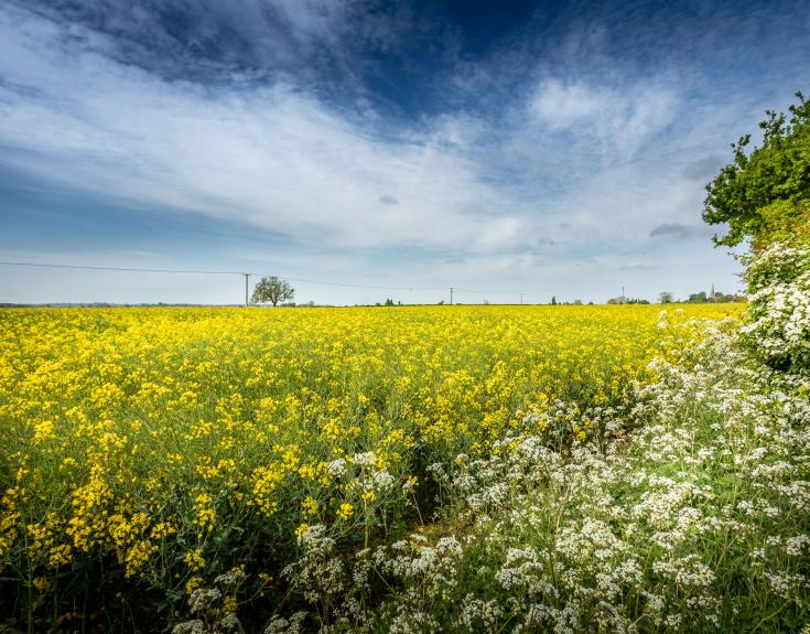Newton Regis countryside
