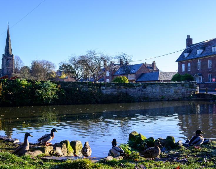 Duck pond, Newton Regis