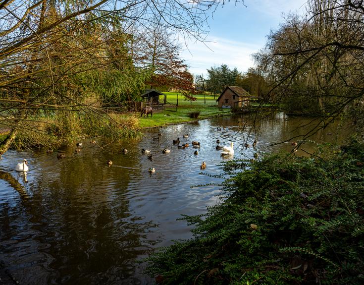 Swan and Water Fowl sanctuary